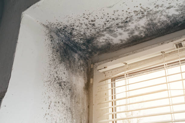 Affordable Attic Mold Remediation solutions in Coburn, PA
